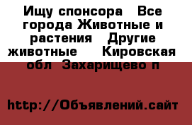 Ищу спонсора - Все города Животные и растения » Другие животные   . Кировская обл.,Захарищево п.